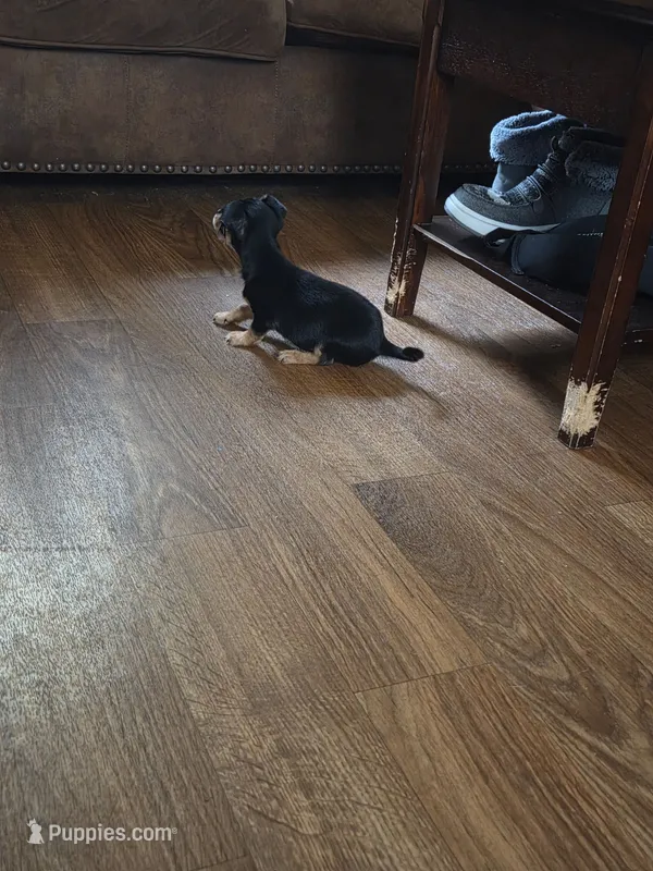Boy, a male Morkie for sale in Winston-Salem, NC – 1 of 3