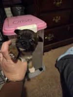 Girl, a female Pomeranian and Morkie for sale in Winston-Salem, NC – 1 of 3