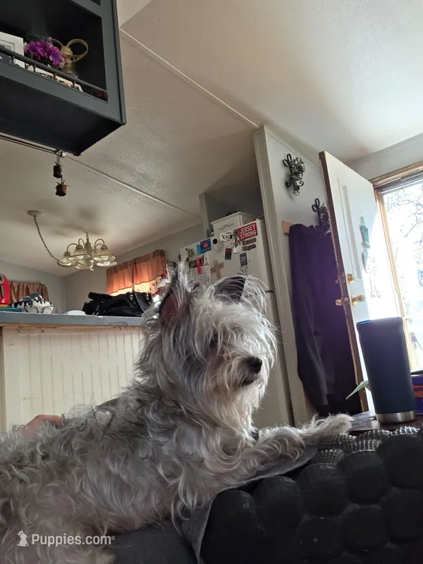 Bailey – Yorkshire Terrier puppy for sale in Winston-Salem, NC