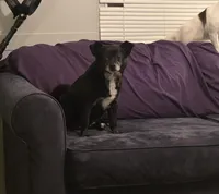 Sisters , a female Chihuahua for sale in Winston-Salem, NC – Photo 5 of 7