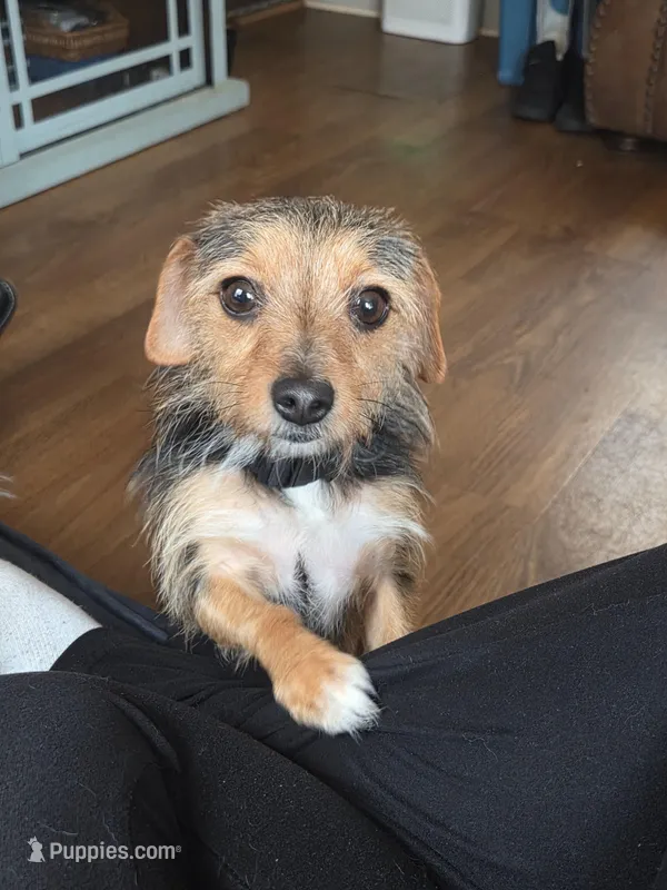 Lily – Yorkshire Terrier puppy for sale in Winston-Salem, NC