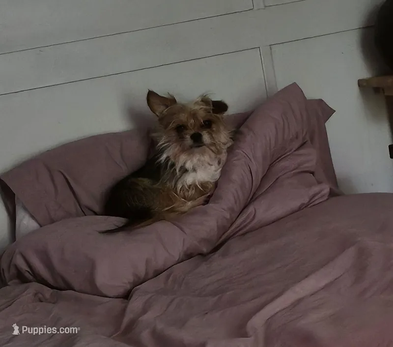 Bourbon – Morkie puppy for sale in Winston-Salem, NC