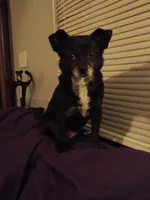 Sisters , a female Chihuahua for sale in Winston-Salem, NC – Photo 4 of 7