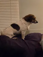 Sisters , a female Chihuahua for sale in Winston-Salem, NC – Photo 6 of 7