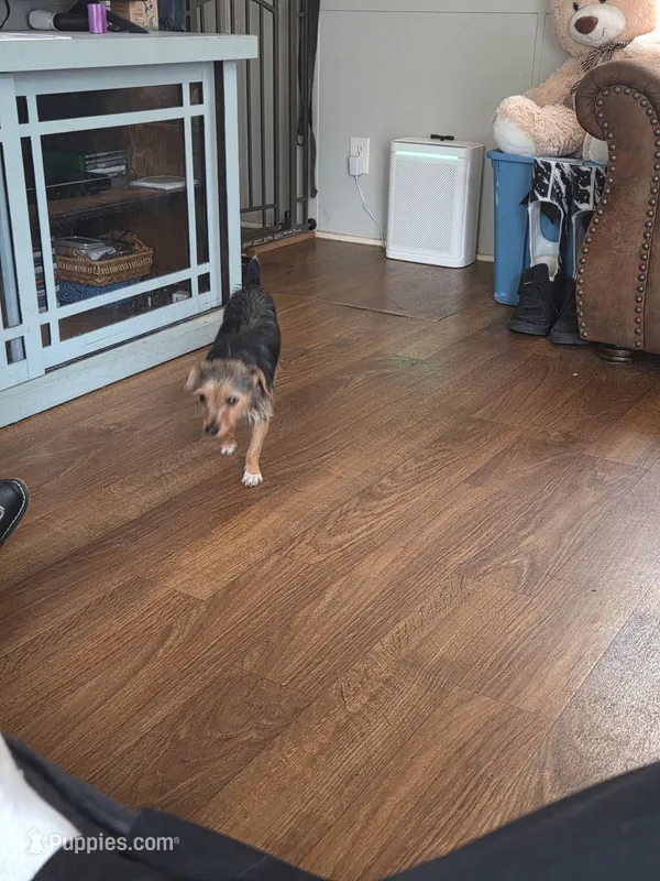 Lily – Rat Terrier puppy for sale in Winston-Salem, NC