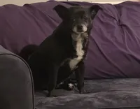 Sisters , a female Chihuahua for sale in Winston-Salem, NC – Photo 2 of 7