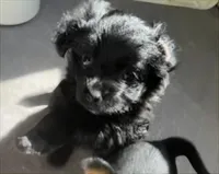 Girl , a female Morkie for sale in Winston-Salem, NC – Photo 2 of 8