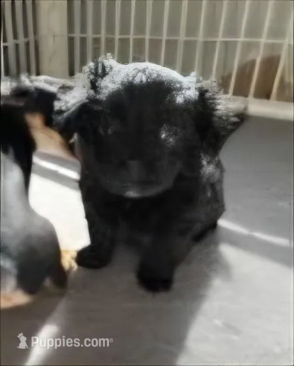 Girl  – Morkie puppy for sale in Winston-Salem, NC