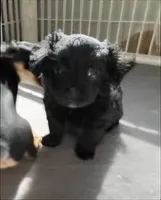 Girl , a female Morkie for sale in Winston-Salem, NC – Photo 1 of 8