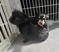 Girl , a female Morkie for sale in Winston-Salem, NC – Photo 7 of 8