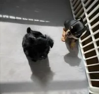 Girl , a female Morkie for sale in Winston-Salem, NC – Photo 6 of 8