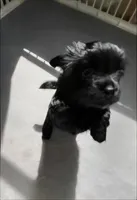 Girl , a female Morkie for sale in Winston-Salem, NC – Photo 3 of 8