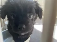 Girl , a female Morkie for sale in Winston-Salem, NC – Photo 4 of 8