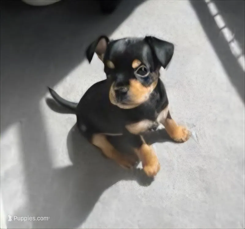 Boy – Morkie puppy for sale in Winston-Salem, NC