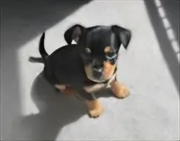 Boy, a male Morkie for sale in Winston-Salem, NC – Photo 4 of 7