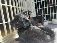 Boy, a male Morkie for sale in Winston-Salem, NC – Photo 7 of 7