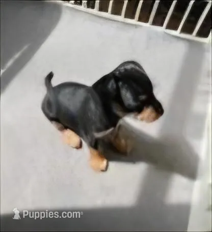 Boy – Morkie puppy for sale in Winston-Salem, NC