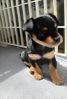 Boy, a male Morkie for sale in Winston-Salem, NC – Photo 3 of 7