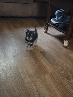 Boy, a male Morkie for sale in Winston-Salem, NC – 2 of 3