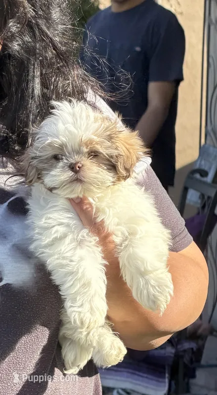 Eddie – Shih Tzu puppy for sale in Surprise, AZ