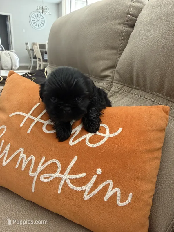 Penny  – Shih Tzu puppy for sale in Avondale, AZ