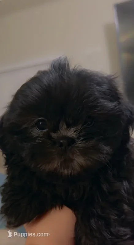 Penny  – Shih Tzu puppy for sale in Avondale, AZ