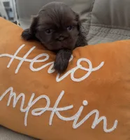 Dolly, a female Shih Tzu for sale in Avondale, AZ – 2 of 6