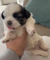 Nino, a male Shih Tzu for sale in Surprise, AZ – Photo 2 of 2