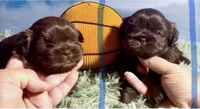 Dark chocolate , a male Shih Tzu for sale in Avondale, AZ – 2 of 3