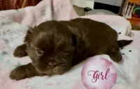Dolly, a female Shih Tzu for sale in Avondale, AZ – 4 of 6