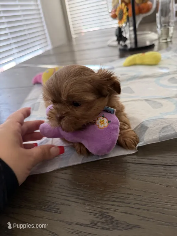 Canelo , a male Shih Tzu for sale in Surprise, AZ – Photo 1 of 2