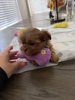 Canelo , a male Shih Tzu for sale in Surprise, AZ – Photo 1 of 2