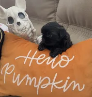 Freddy, a male Shih Tzu for sale in Avondale, AZ – 2 of 4