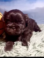 Dark chocolate , a male Shih Tzu for sale in Avondale, AZ – 3 of 3