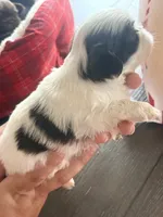 Delores , a female Shih Tzu for sale in Avondale, AZ – 3 of 4