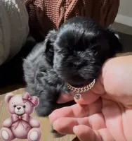 Jolene , a female Shih Tzu for sale in Avondale, AZ – 3 of 6