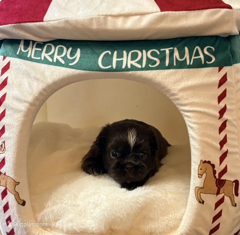 Cheryl  – Shih Tzu puppy for sale in Avondale, AZ