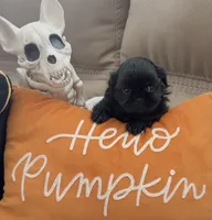 Freddy, a male Shih Tzu for sale in Avondale, AZ – 4 of 4