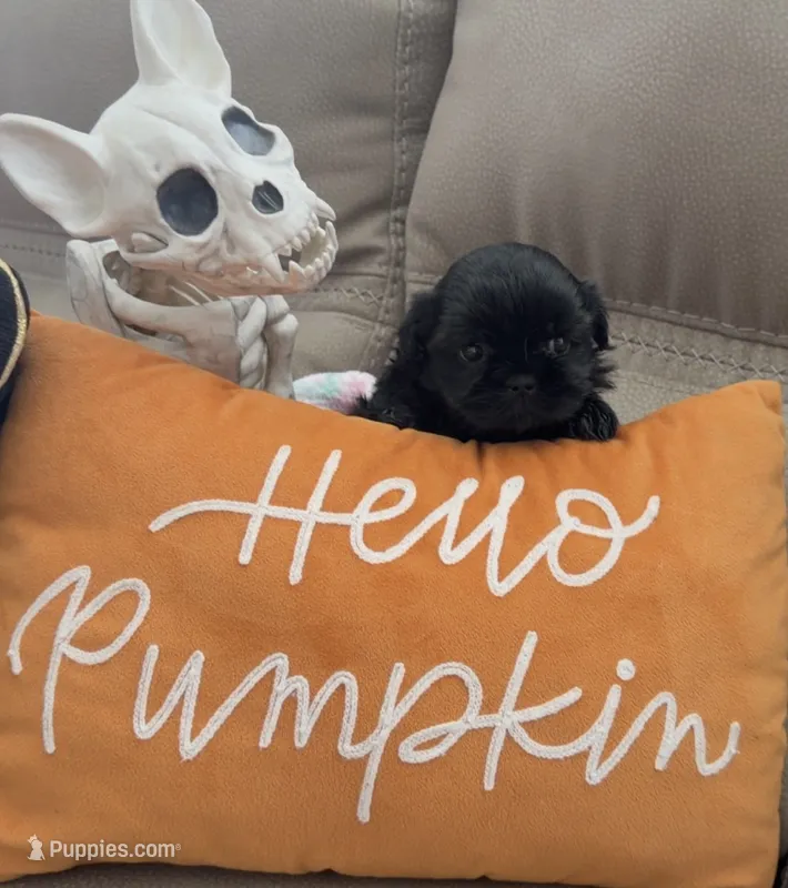 Freddy – Shih Tzu puppy for sale in Avondale, AZ