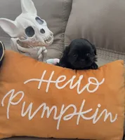 Freddy, a male Shih Tzu for sale in Avondale, AZ – 1 of 4