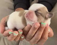 Jojo, a male Shih Tzu for sale in Surprise, AZ – Photo 1 of 2