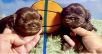 Milk chocolate , a male Shih Tzu for sale in Avondale, AZ – 2 of 2