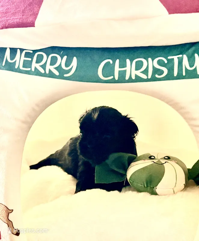 Shirley – Shih Tzu puppy for sale in Avondale, AZ
