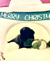 Shirley, a female Shih Tzu for sale in Avondale, AZ – 1 of 1