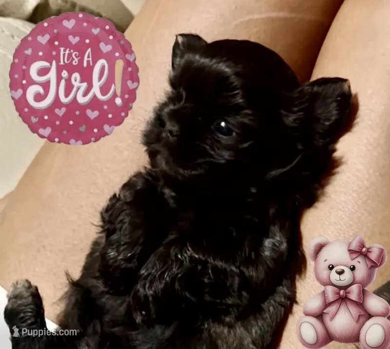 Jolene  – Shih Tzu puppy for sale in Avondale, AZ