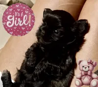 Jolene , a female Shih Tzu for sale in Avondale, AZ – 1 of 6
