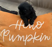 Jolene , a female Shih Tzu for sale in Avondale, AZ – 4 of 6