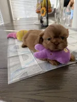Carrot cake, a female Shih Tzu for sale in Surprise, AZ – Photo 3 of 3
