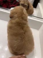 Carrot cake, a female Shih Tzu for sale in Surprise, AZ – Photo 2 of 3