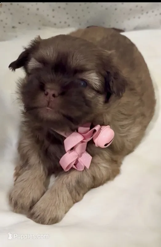 Spice cake  – Shih Tzu puppy for sale in Avondale, AZ